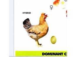 Продам інкубаційне яйце Домінант 109 (шоколадне яйце).