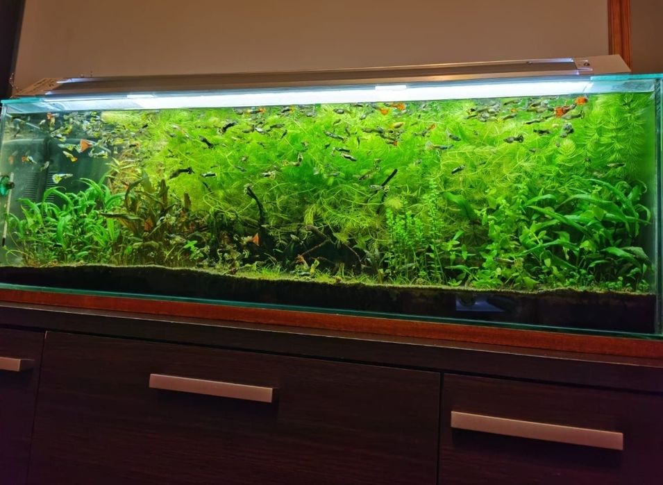 Lampa belka led energooszczędna akwarium roślinne