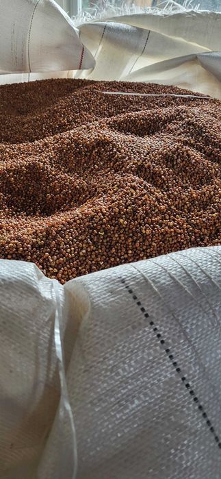 Sprzedam sorgo czerwone