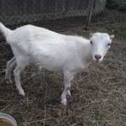 Кізлята зааненка+ламанч