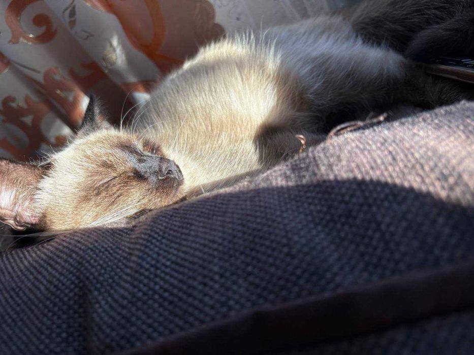 Кошеня, дуже гарне дівчинка з стерилізацію допоможу, оплачу