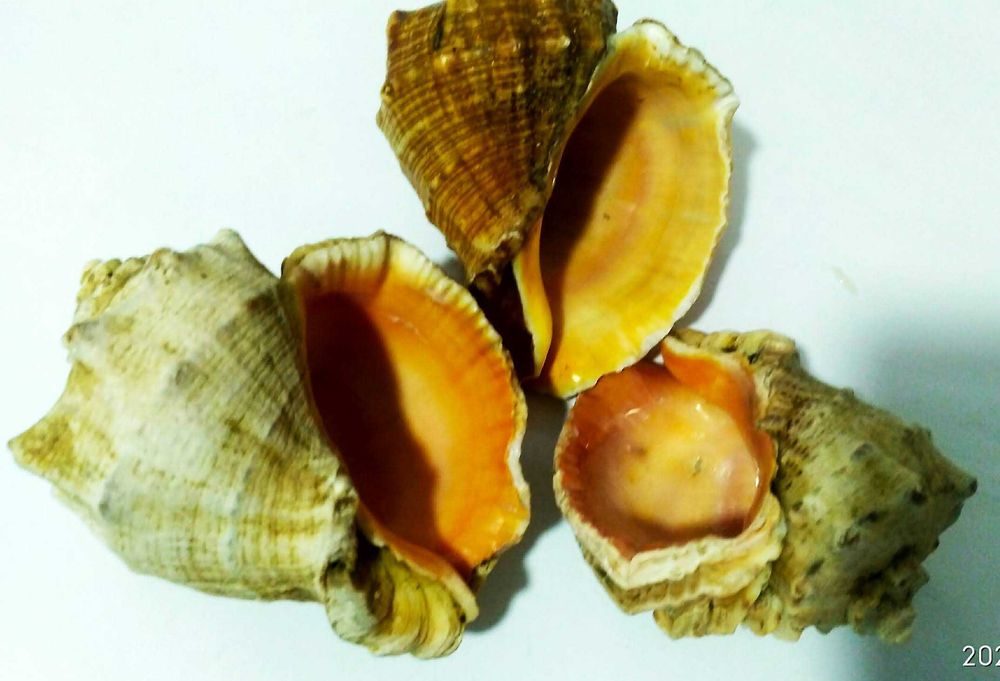 Ракушка Рапана -сувенір,в акваріум ,декор