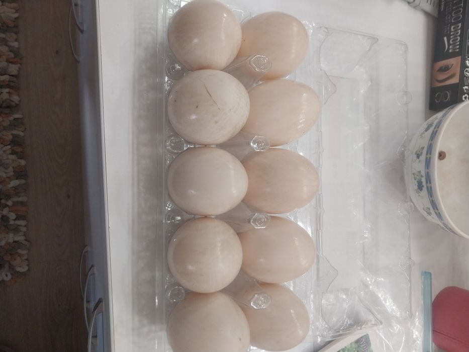 Індокачки Барбара