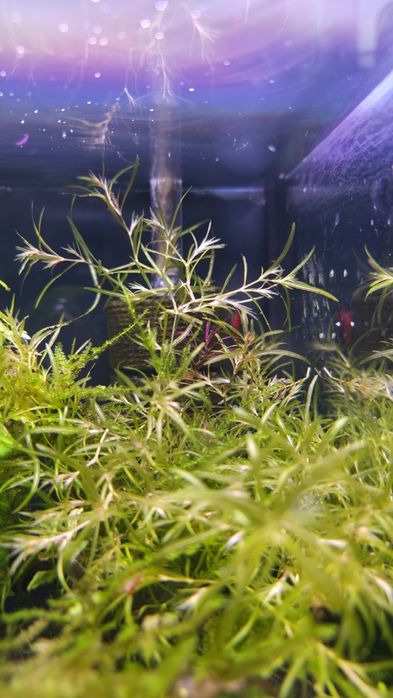 Roślina akwariowa Najas guadalupensis