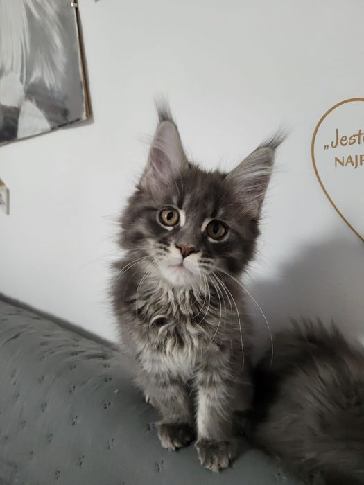 Koteczka bardzo mrucząca