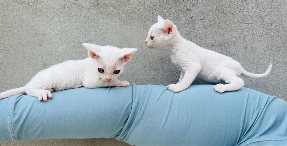Biały kocurek Devon Rex