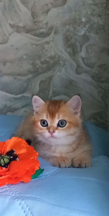 золота шиншила котики