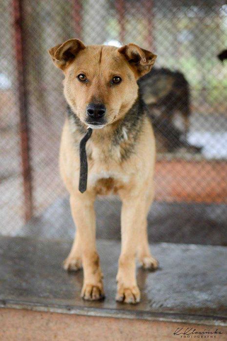 Aron - spokojny psiak szuka kochającego domu!