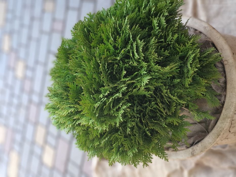 Туя Даника , Мириам , Глобоза, Голден Глоб, Брабант