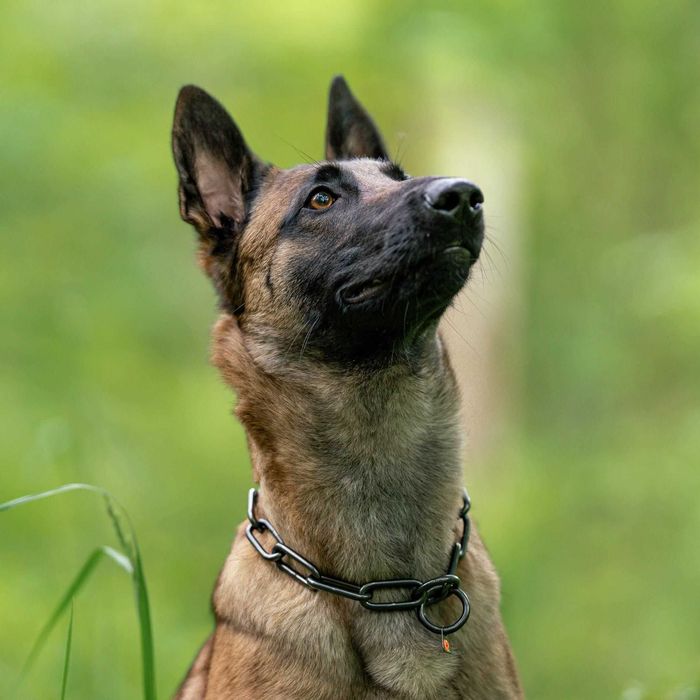 HS Sprenger Coleira Estranguladora Aço Negro Elos Longos - NOVA