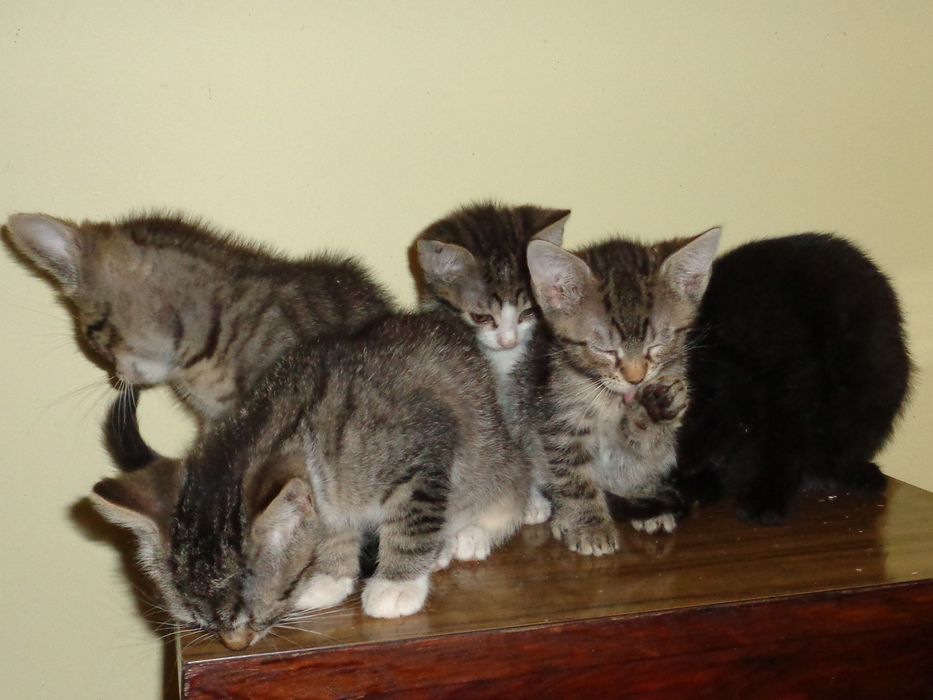Kotki do adopcji