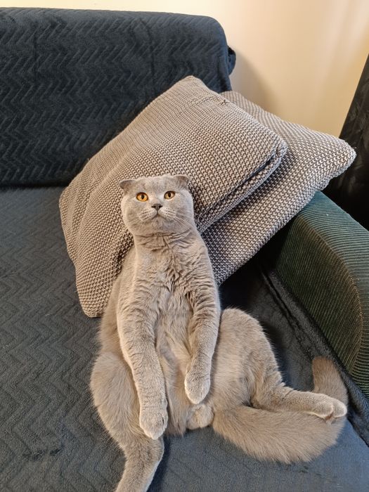 Вісловухий шотландець чекає на кішку