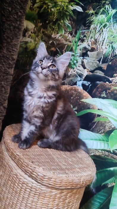 Koteczka MCO z Bluebona*Pl