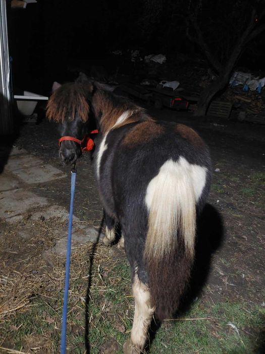 Sprzedam kucyka ogierka!