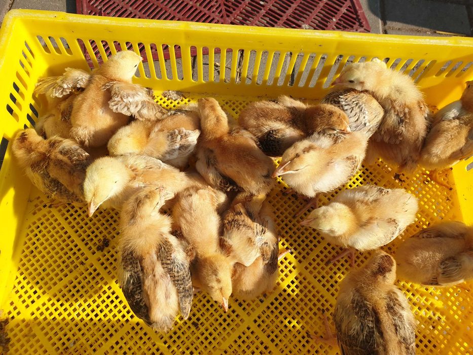 Kurczak zagrodowy Brojler Rebo brązowy młody pisklęta do odchowu