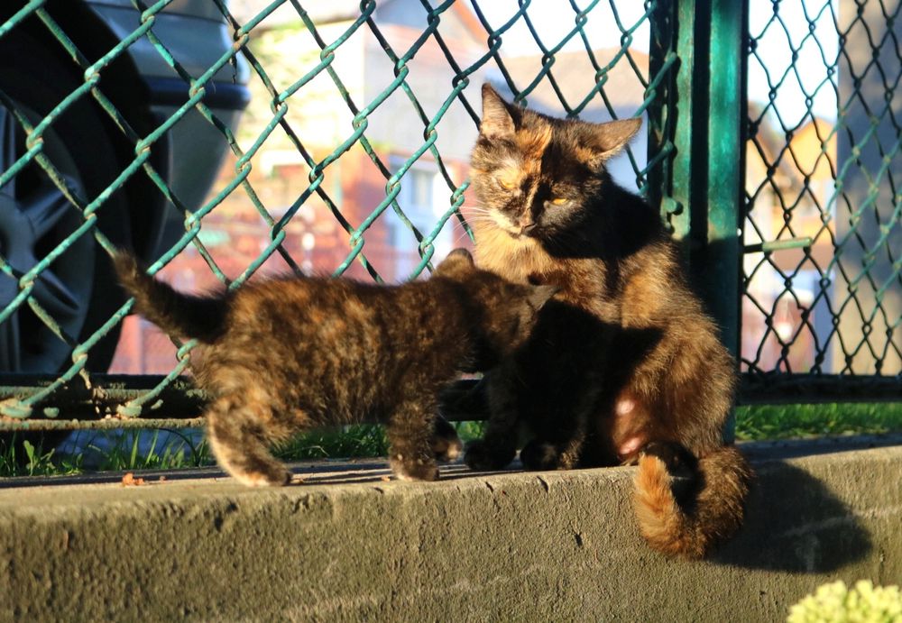 Кошенятко дівчинка