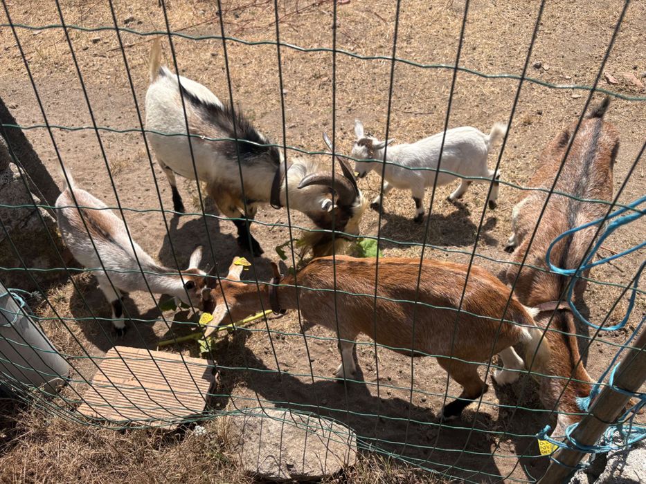 Cabras anãs para venda