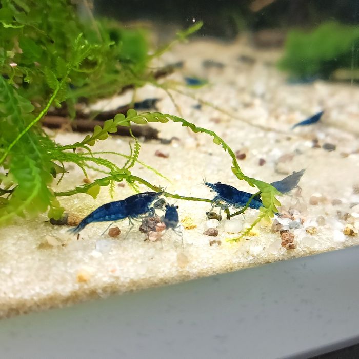 Krewetki Blue Velwet Niebieskie