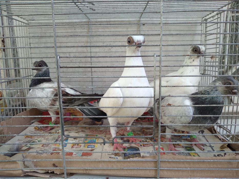 Szek polski, mewka polska