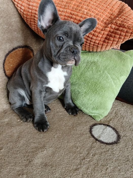 Buldog francuski sunia niebieska by