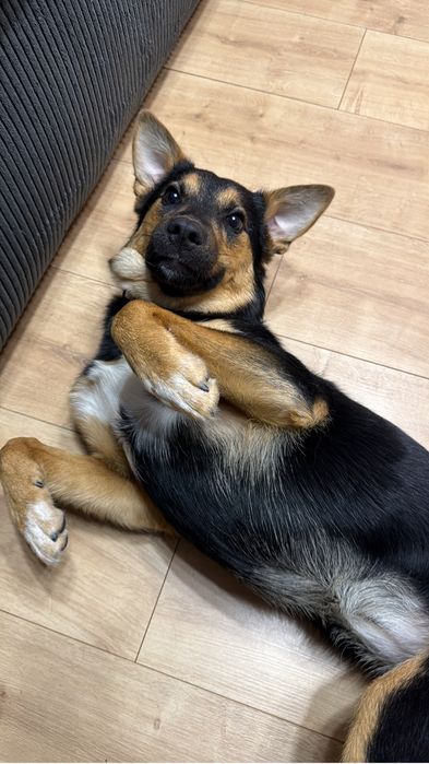 Lili 9 miesieczna suczka szuka domu