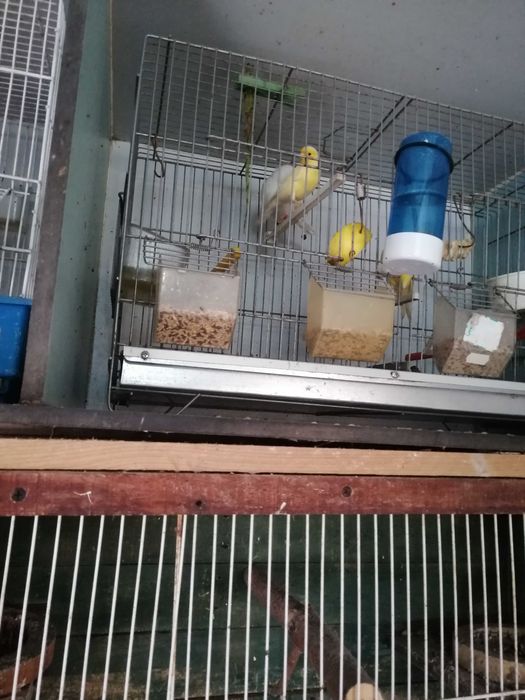 Canários vermelhos-brancos e amarelos