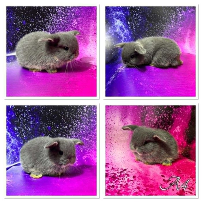 Mini Lop - samczyki i samiczki