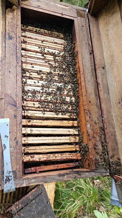 Sprzedam rodziny pszczele!