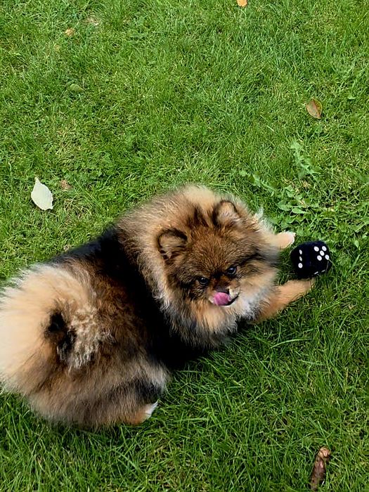 Szpic Miniaturowy (Pomeranian)