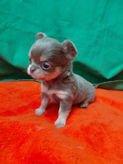 Дівчинка красуня лілово підпала.