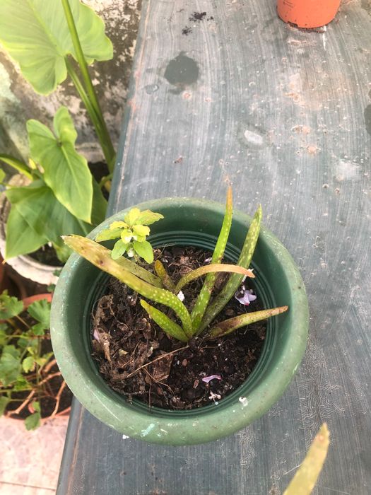 Aloe Vera / Babosa - pequeno