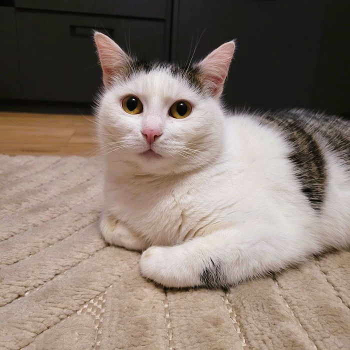 Kotka Jagusia - wdzięczna, łagodna, kanapowiec :)