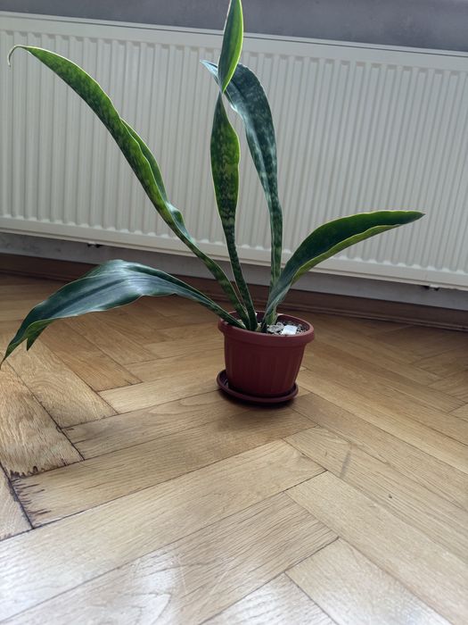 Сансевієрія вазон
