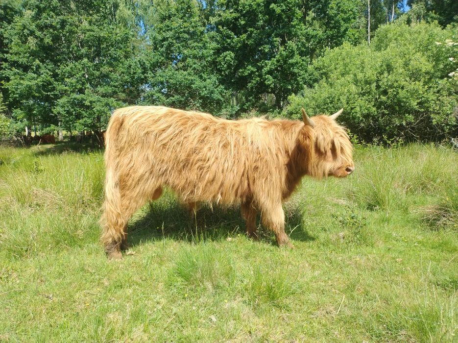 Byczek szkocki ,Highland Cattle