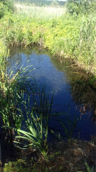 Дачний участок, земельна ділянка