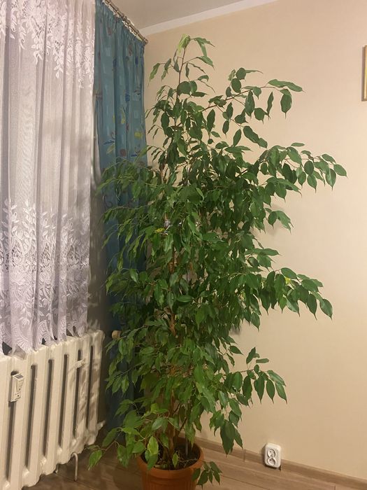 Kwiat w doniczce Benjamim