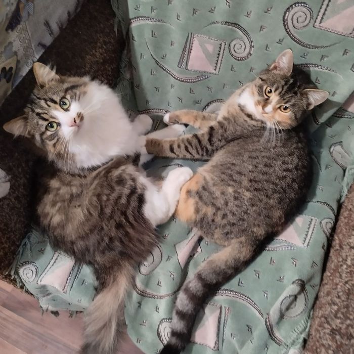 Допомога котикам