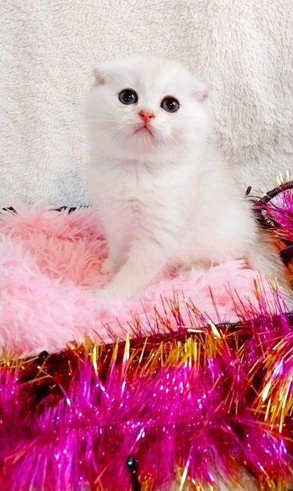 Біленьке плюшеве ведмежатко Хлопчик красунчик