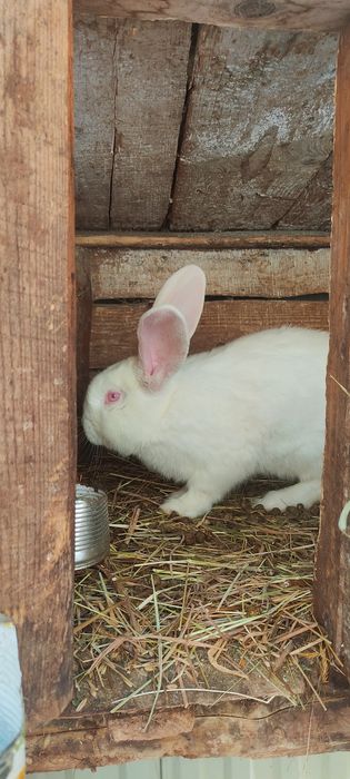 Продам кролів ціна