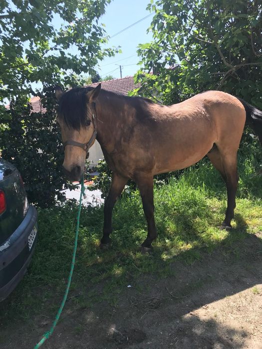 Cavalo baio com 10 anos