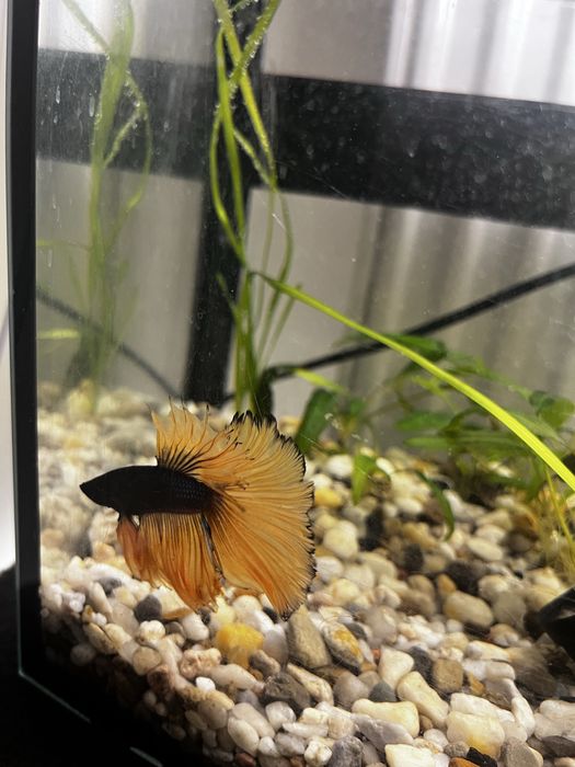 Super piękny samiec bojownika