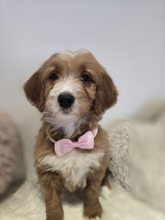 Goldendoodle f1 standard