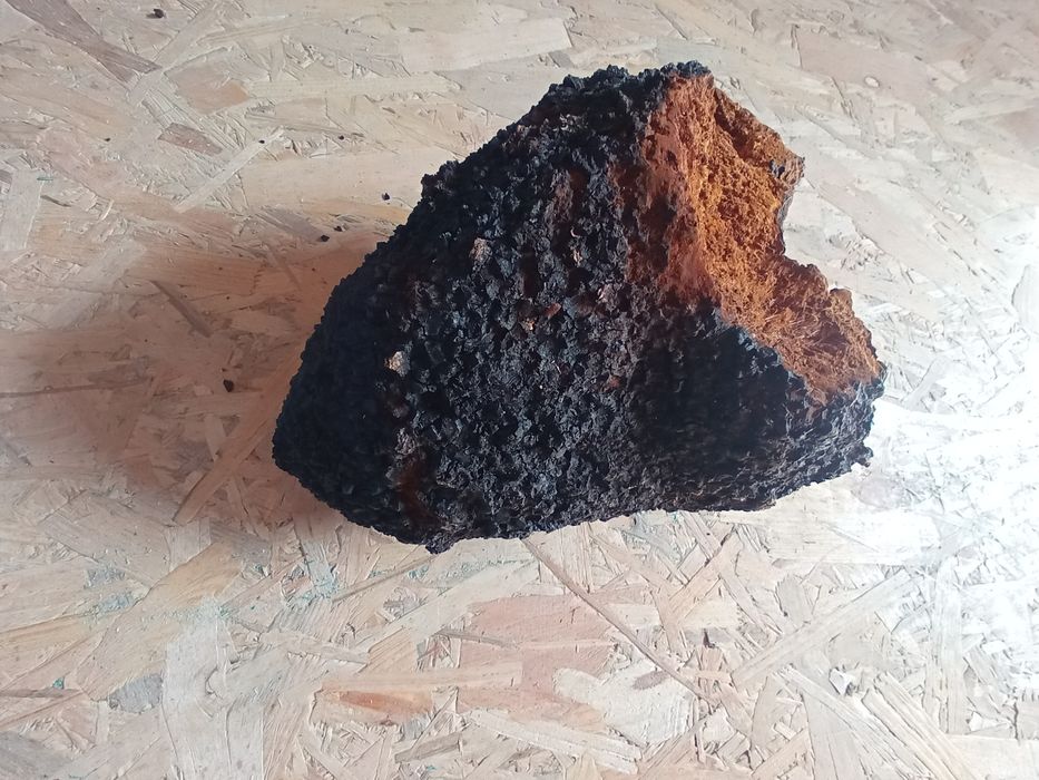 Błyskoporek podkorowy (czaga) NORWEGIA 2,5 kg – PREMIUM jakość