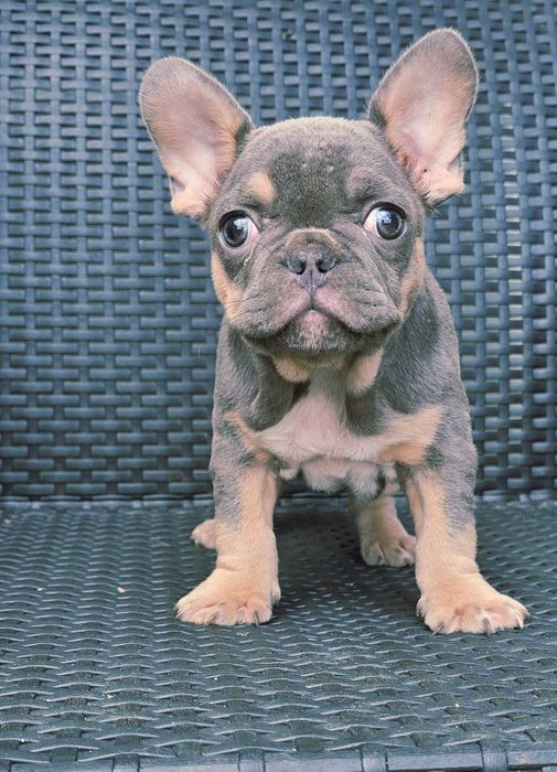 Bulldog francês Macho cor Blue And Tan