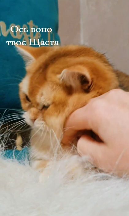 Золотий британський шиншила котик ny12