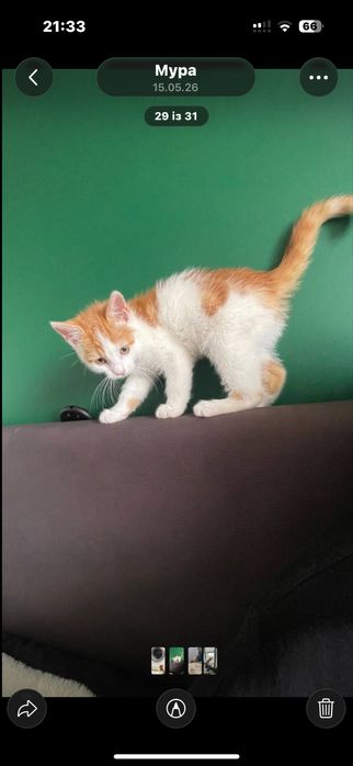 Маленький чуло котик у добрі руки