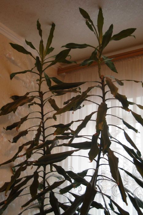 Цветок драцена есть 4 шт