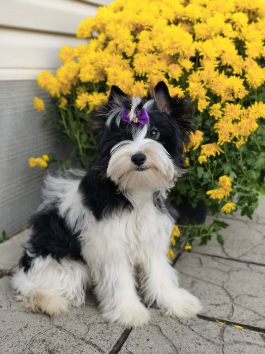 Дуже гарний хлопчик бівер