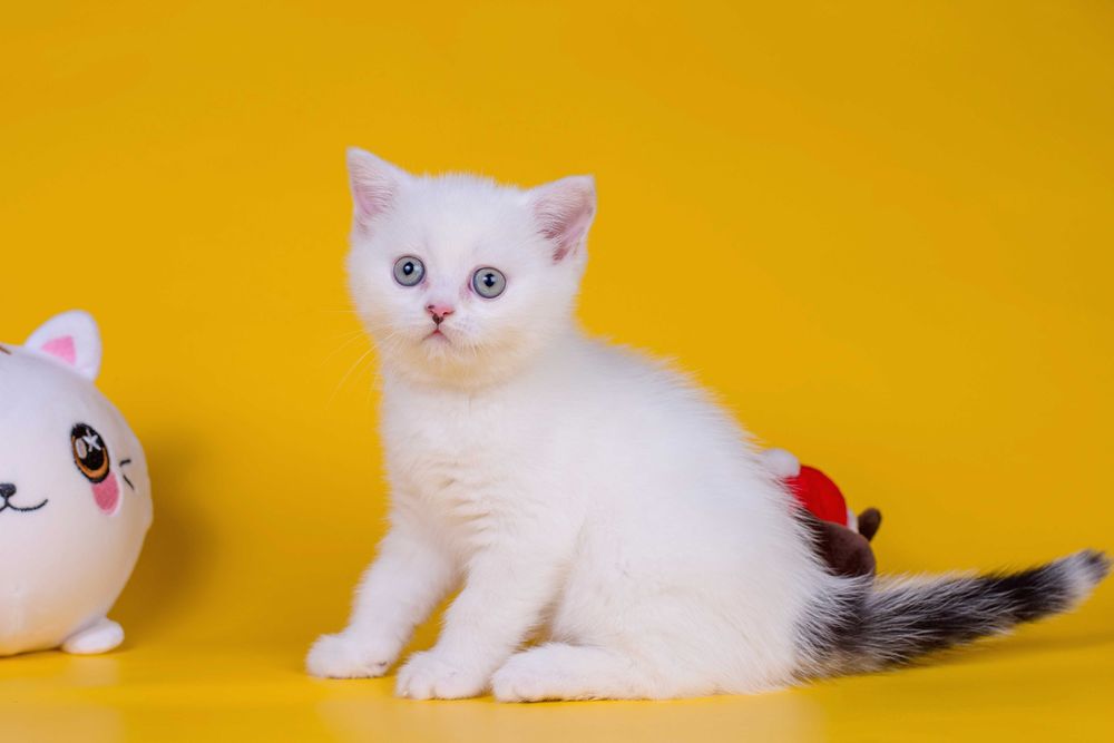 Плюшевий Шотландський хлопчик Франклін