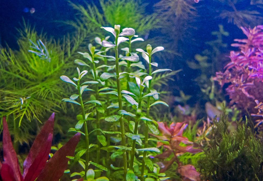 Bacopa Monnieri piękna roślina akwariowa na 2 plan